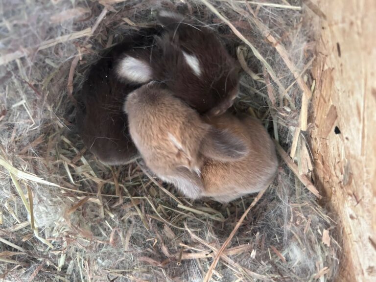 Dolcissimi cucciolini minilop