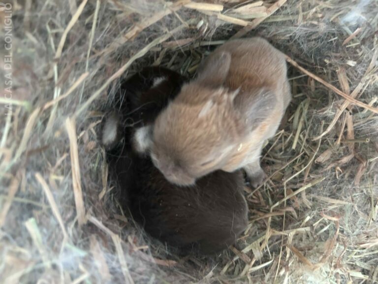 Dolcissimi cucciolini minilop