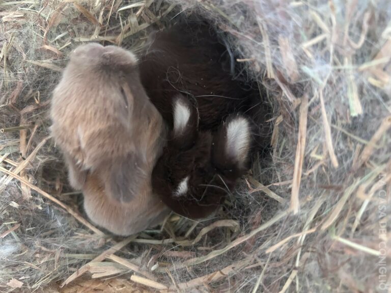 Dolcissimi cucciolini minilop