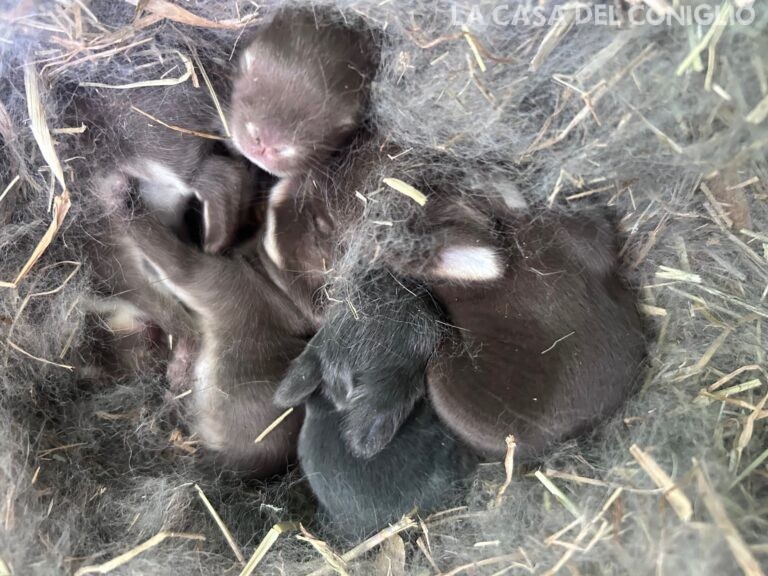 Dolcissimi cucciolini di nano colorato choco/choco otter e blu