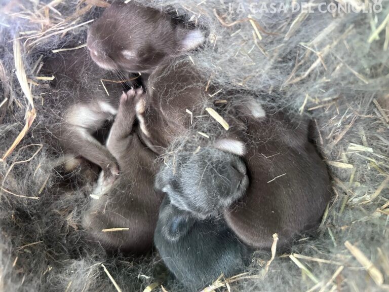 Dolcissimi cucciolini di nano colorato choco/choco otter e blu
