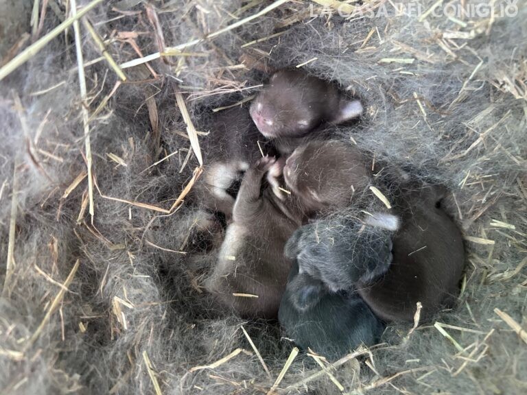 Dolcissimi cucciolini di nano colorato choco/choco otter e blu