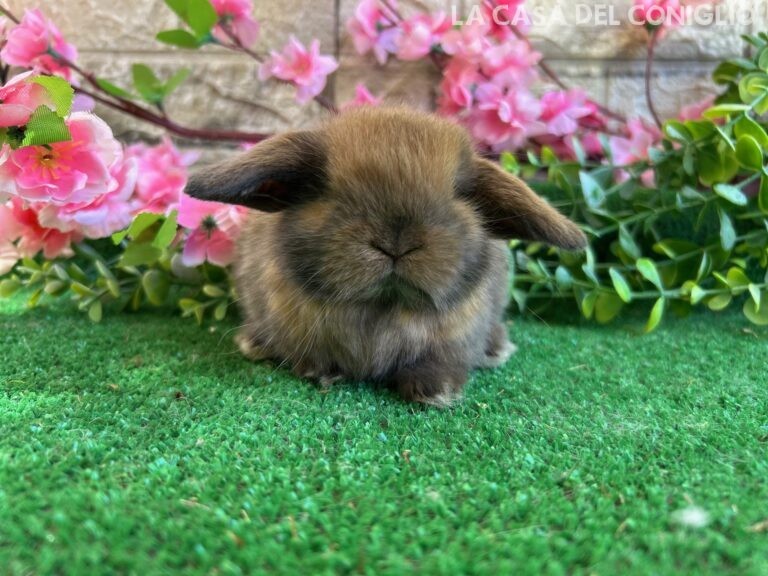 Dolcissimo/a cucciolo/a ariete nano colore Madagascar turingia