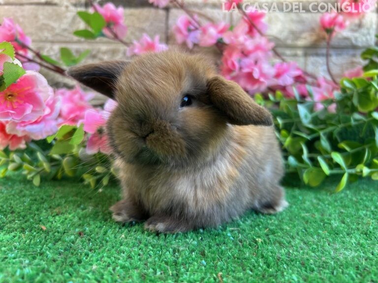 Dolcissimo/a cucciolo/a ariete nano colore Madagascar turingia