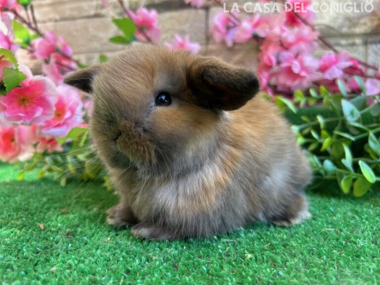Dolcissimo/a cucciolo/a ariete nano colore Madagascar turingia