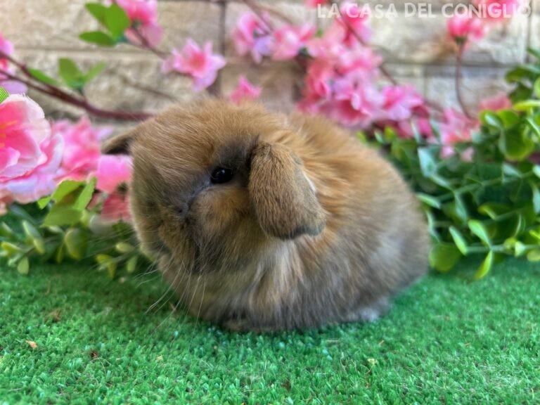 Dolcissimo/a cucciolo/a ariete nano colore Madagascar turingia
