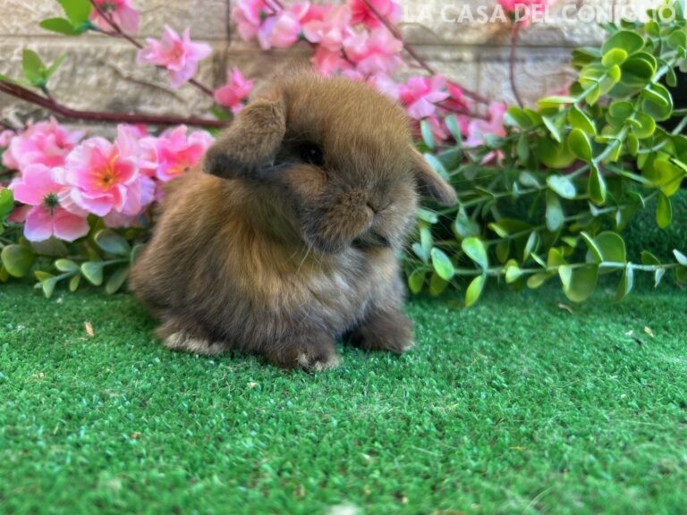 Dolcissimo/a cucciolo/a ariete nano colore Madagascar turingia