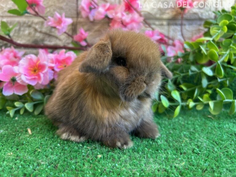 Dolcissimo/a cucciolo/a ariete nano colore Madagascar turingia