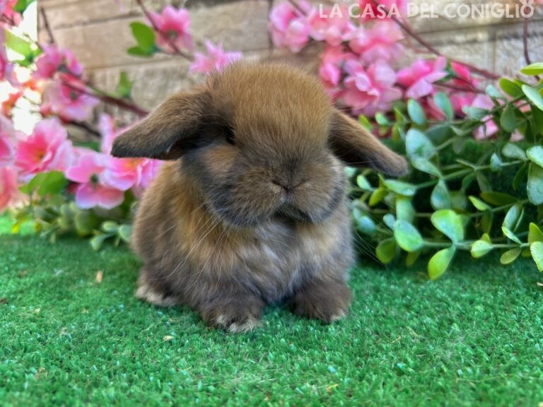 Dolcissimo/a cucciolo/a ariete nano colore Madagascar turingia