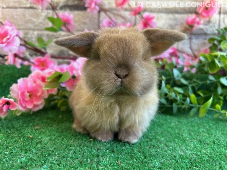 Stupendo/a cucciolo/a minilop colore Sooty fawn