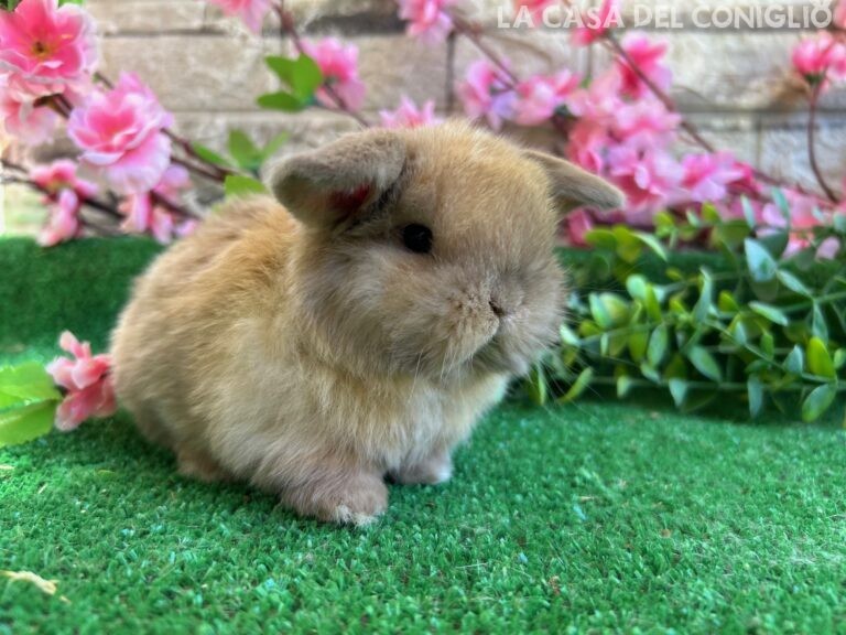 Stupendo/a cucciolo/a minilop colore Sooty fawn