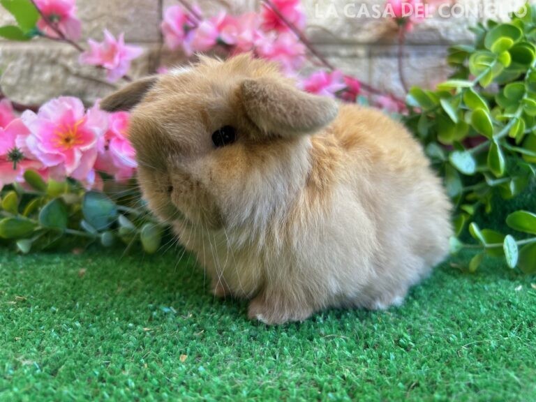 Stupendo/a cucciolo/a minilop colore Sooty fawn