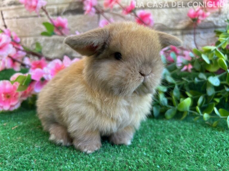 Stupendo/a cucciolo/a minilop colore Sooty fawn