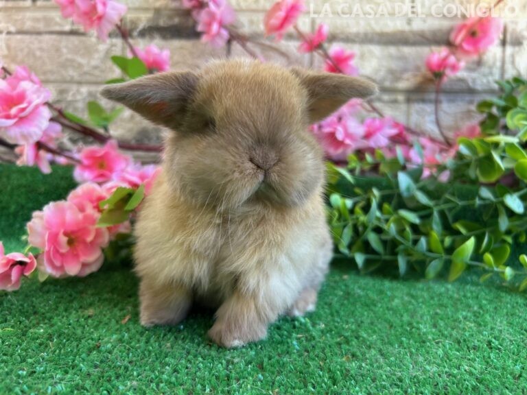 Stupendo/a cucciolo/a minilop colore Sooty fawn