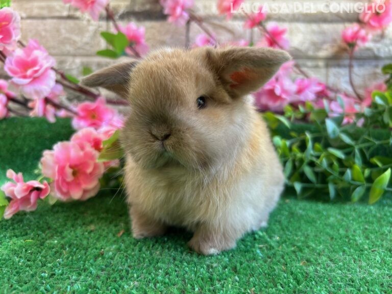 Stupendo/a cucciolo/a minilop colore Sooty fawn