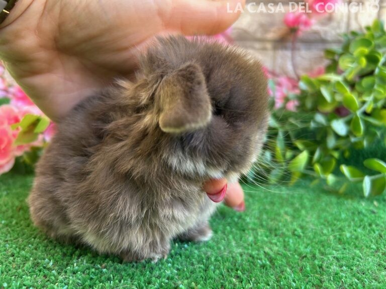 Meraviglioso/a cucciolo/a minilop colore Choco otter