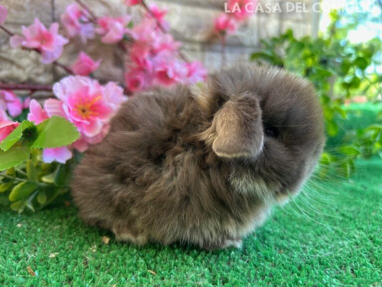 Meraviglioso/a cucciolo/a minilop colore Choco otter