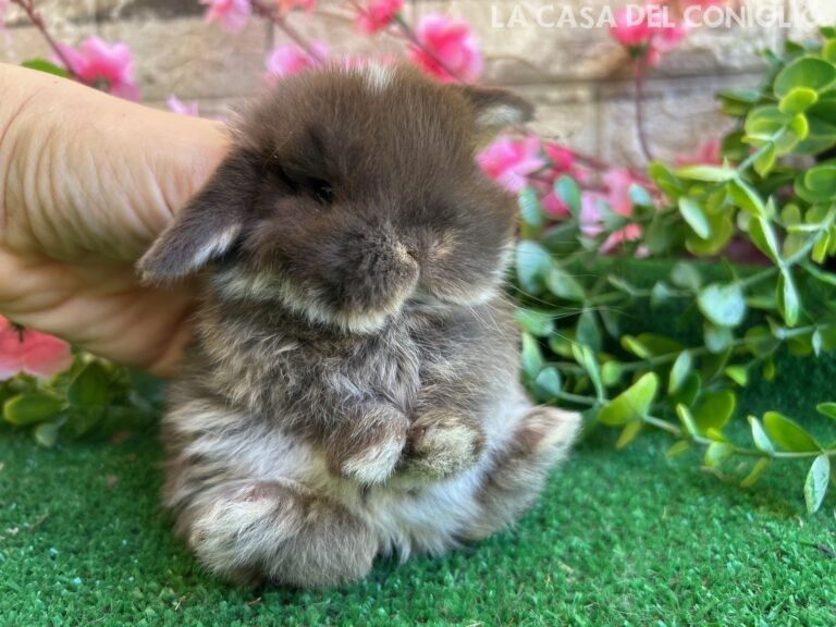 Meraviglioso/a cucciolo/a minilop colore Choco otter