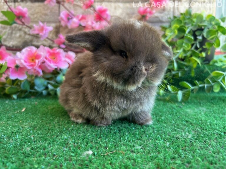 Meraviglioso/a cucciolo/a minilop colore Choco otter