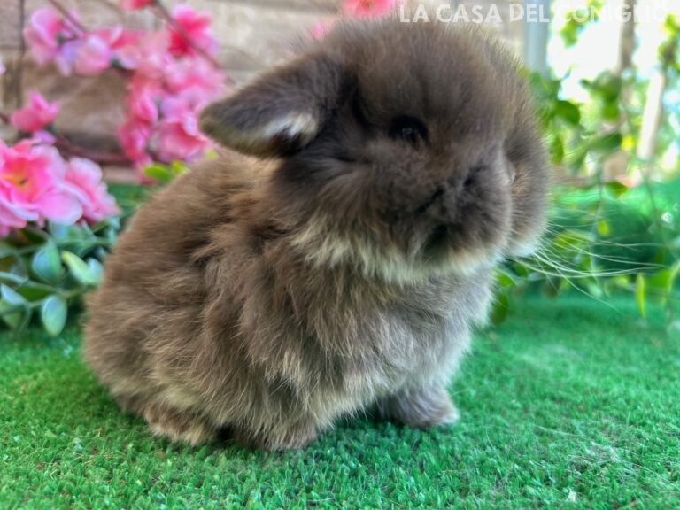 Meraviglioso/a cucciolo/a minilop colore Choco otter