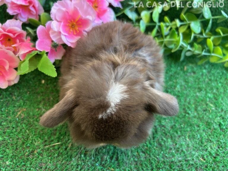 Meraviglioso/a cucciolo/a minilop colore Choco otter