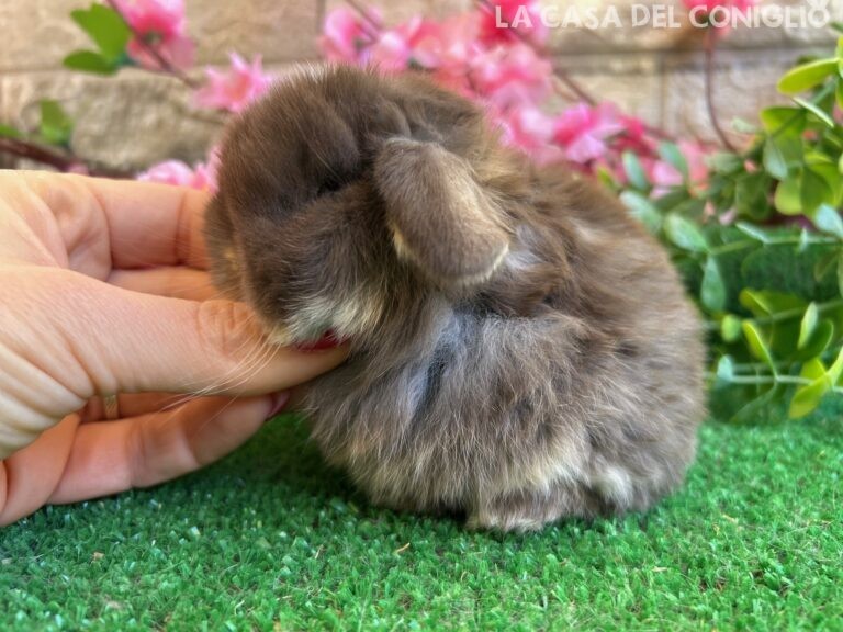 Meraviglioso/a cucciolo/a minilop colore Choco otter