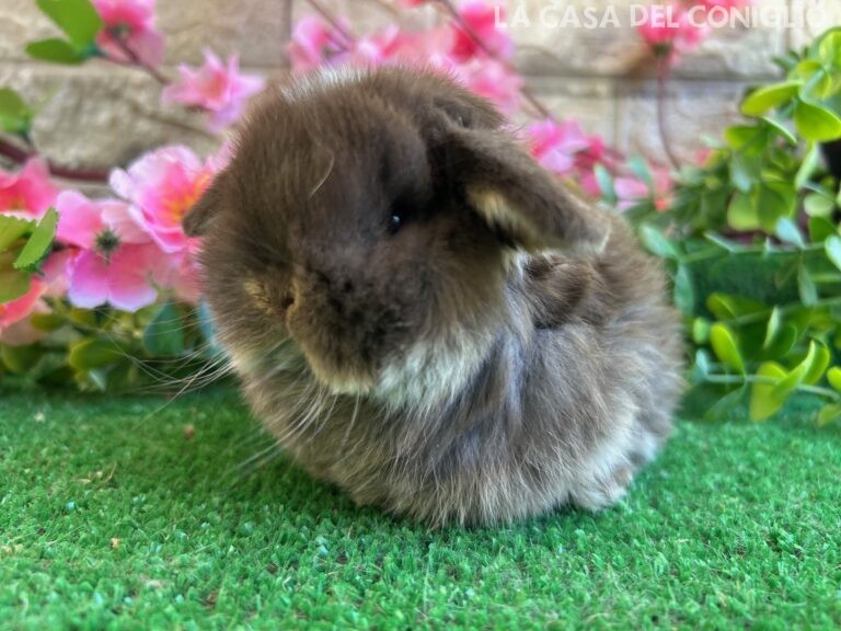 Meraviglioso/a cucciolo/a minilop colore Choco otter