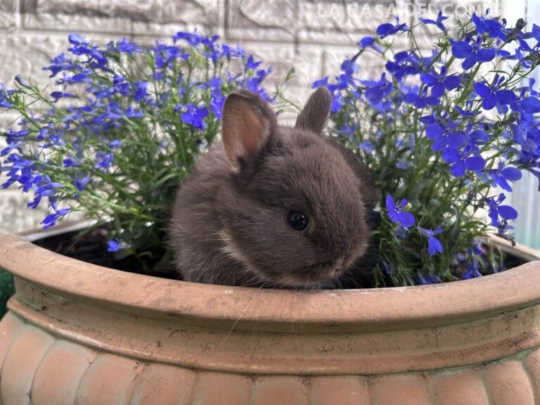 Dolcissimi cucciolini di nano colorato choco/choco otter