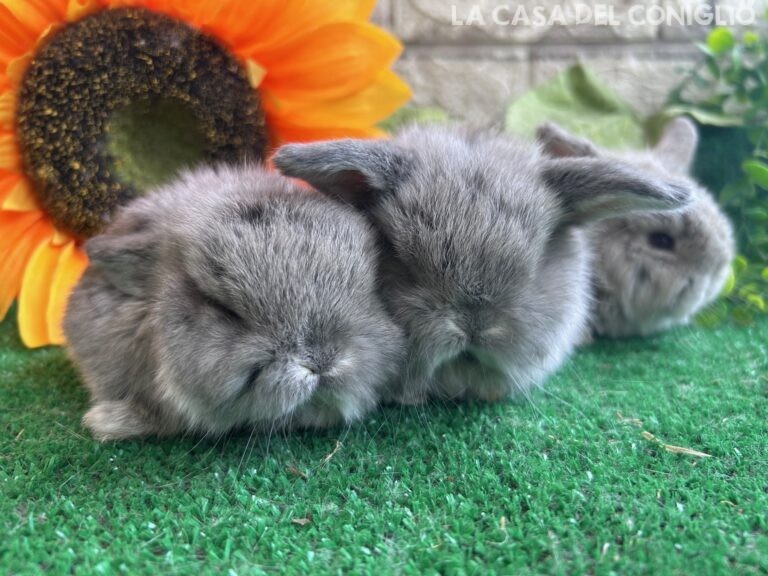 Bellissimi fratellini minilop chin/opal