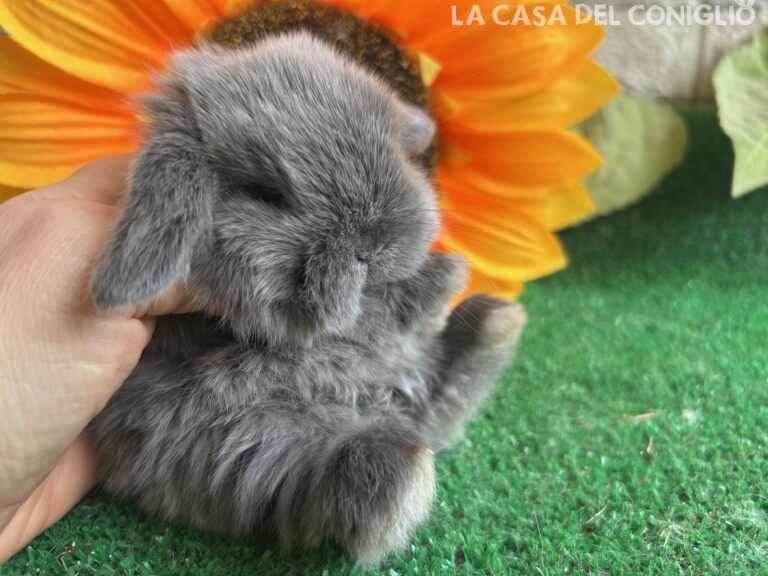 Meraviglioso cucciolo minilop Blue Seal Marten