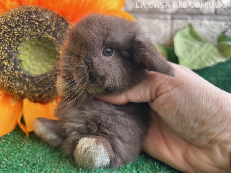 Dolcissimo maschietto minilop chocolate