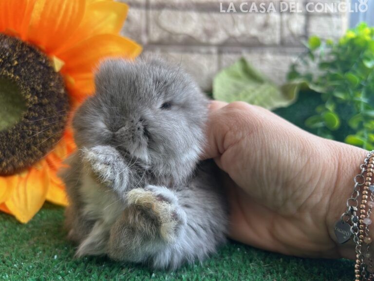 Bellissimi fratellini minilop chin/opal