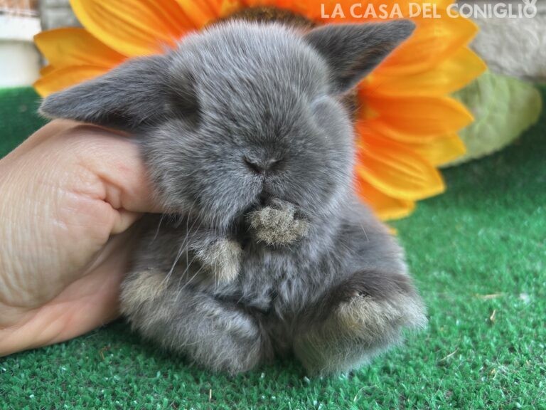 Meraviglioso cucciolo minilop Blue Seal Marten