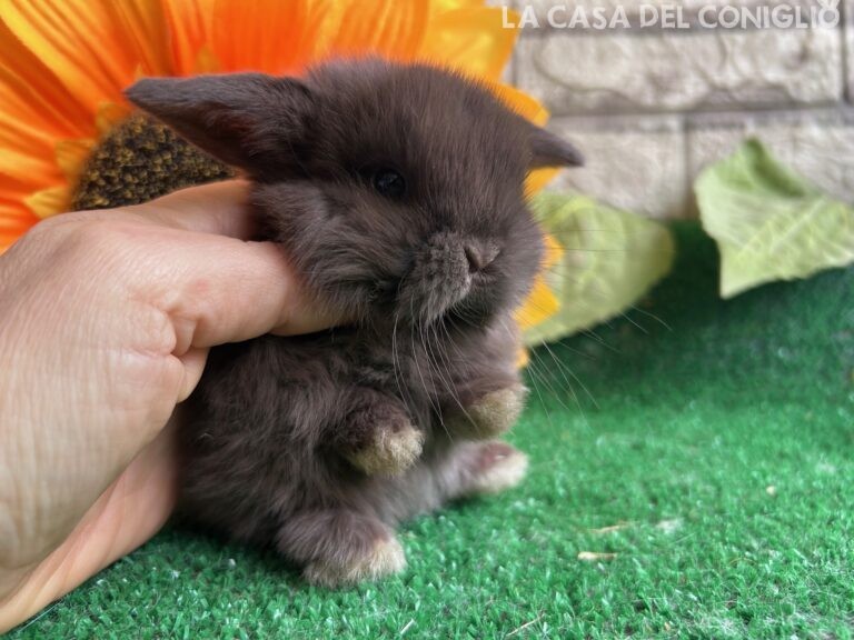 Dolcissimo maschietto minilop chocolate