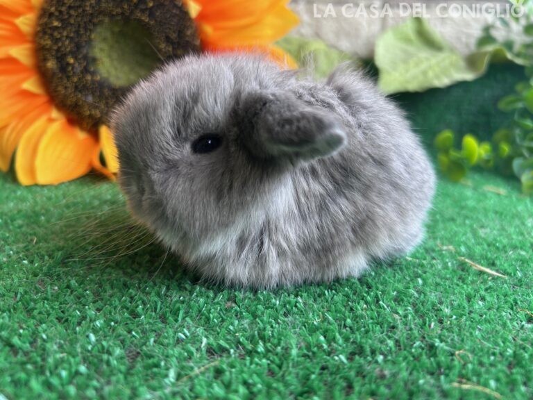 Bellissimi fratellini minilop chin/opal