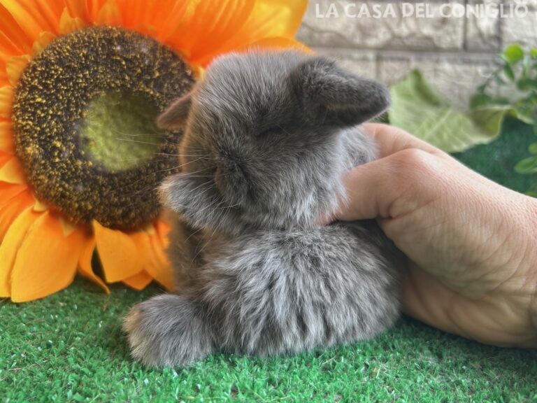 Meraviglioso cucciolo minilop Blue Seal Marten