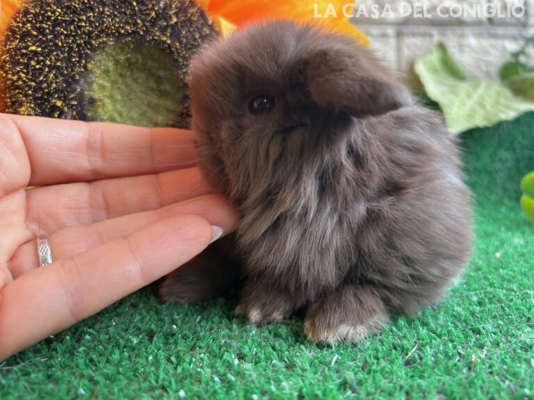 Dolcissimo maschietto minilop chocolate