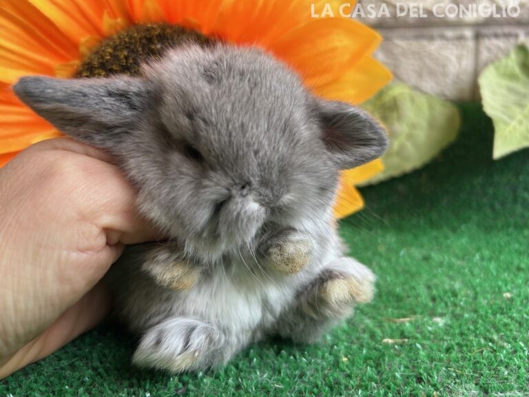 Bellissimi fratellini minilop chin/opal
