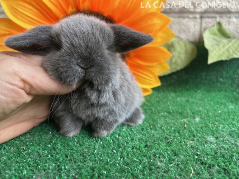 Meraviglioso cucciolo minilop Blue Seal Marten