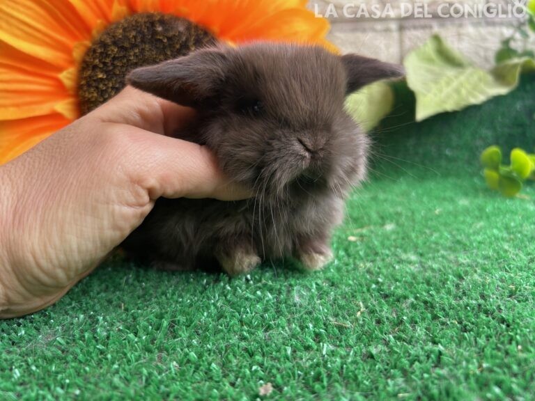 Dolcissimo maschietto minilop chocolate