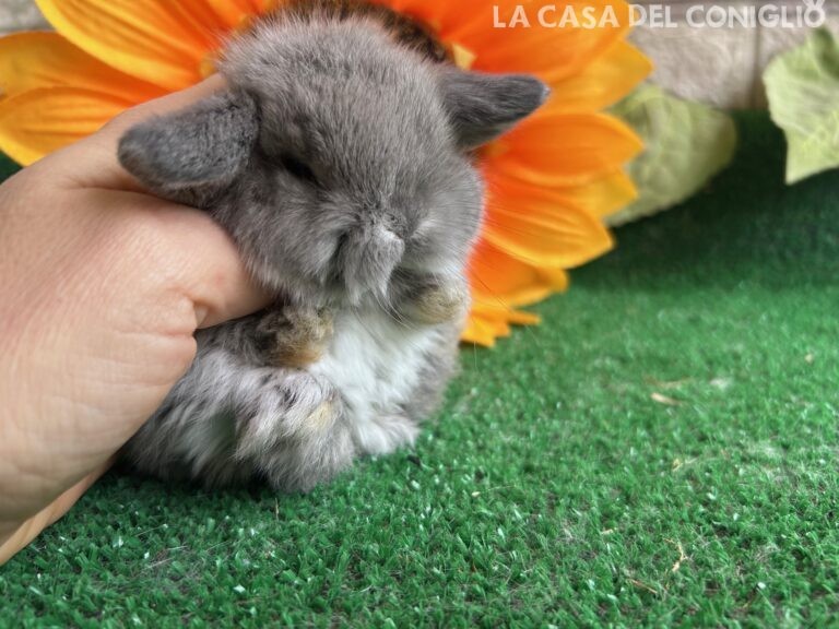 Bellissimi fratellini minilop chin/opal