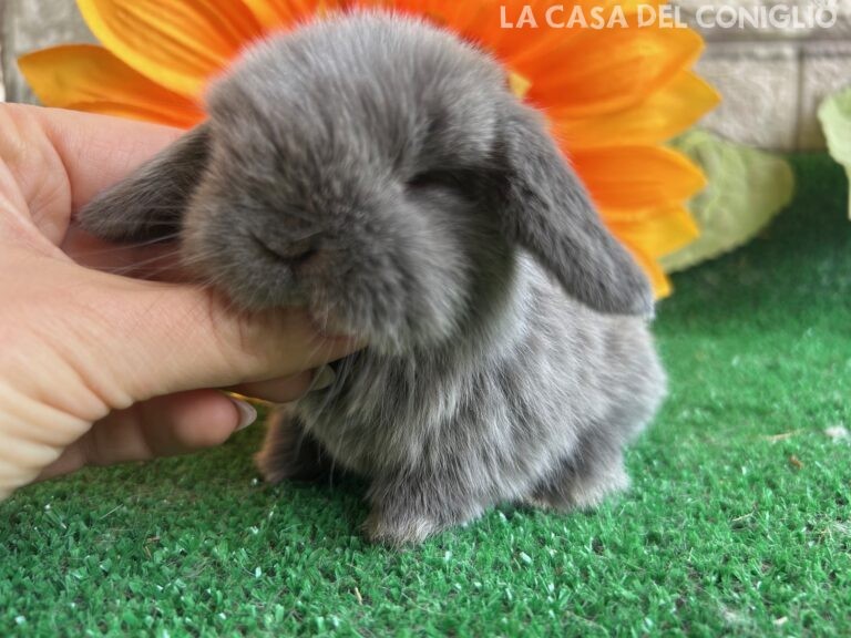 Meraviglioso cucciolo minilop Blue Seal Marten