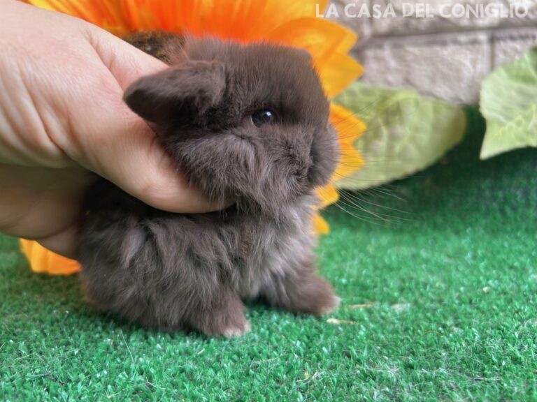 Dolcissimo maschietto minilop chocolate