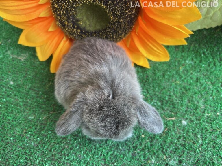 Meraviglioso cucciolo minilop Blue Seal Marten