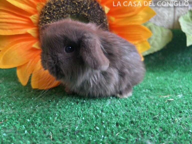 Dolcissimo maschietto minilop chocolate