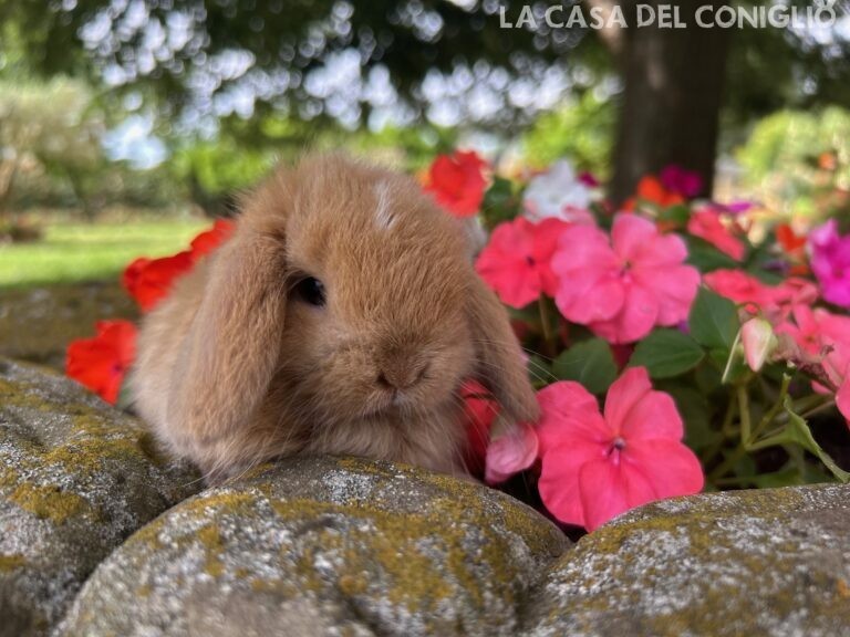 Bellissima femminuccia minilop Sooty fawn