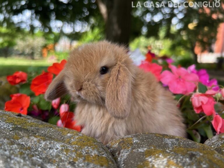 Bellissima femminuccia minilop Sooty fawn