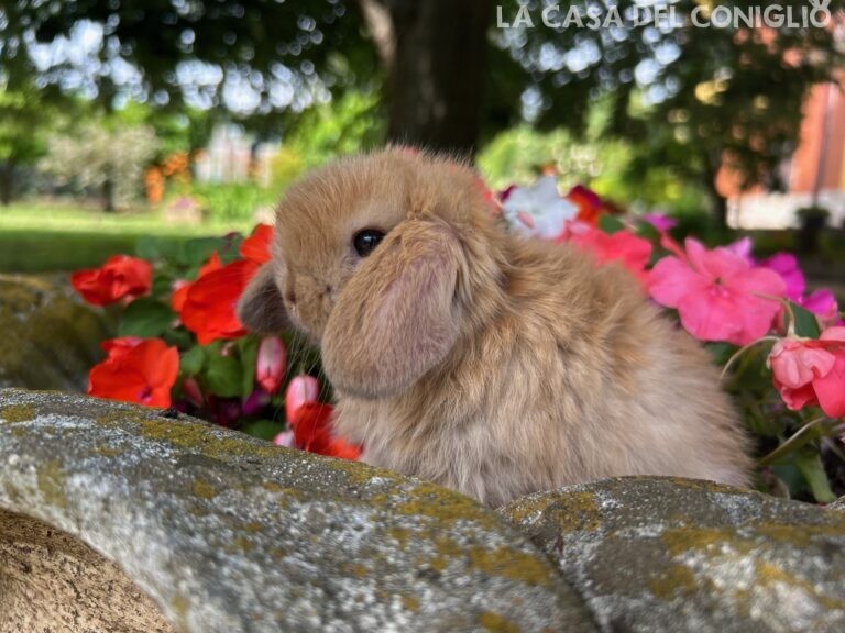 Bellissima femminuccia minilop Sooty fawn