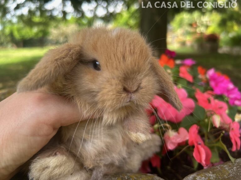 Bellissima femminuccia minilop Sooty fawn