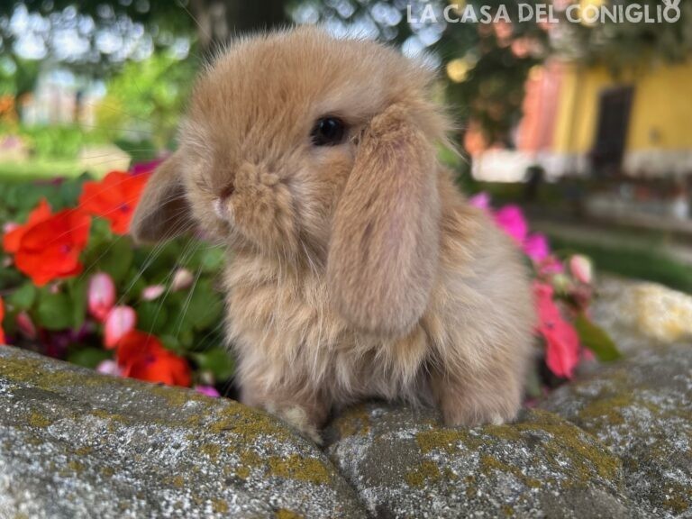 Bellissima femminuccia minilop Sooty fawn